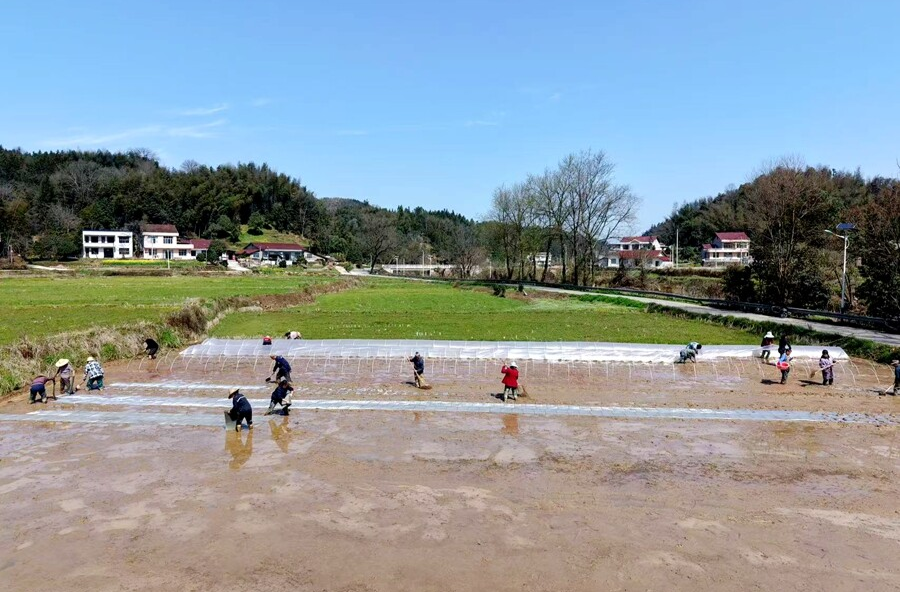 杨溪桥镇：“田间课堂”开讲，青春“种”进大地