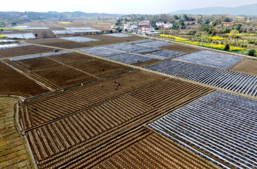 春种“金叶”绘就丰收画卷——盘塘镇万亩烟田迎来移栽黄金期