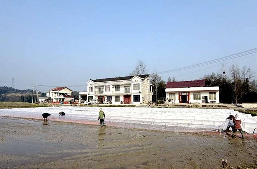 郑家驿镇三阳桥村：种田大户显担当 集中育秧稳生产