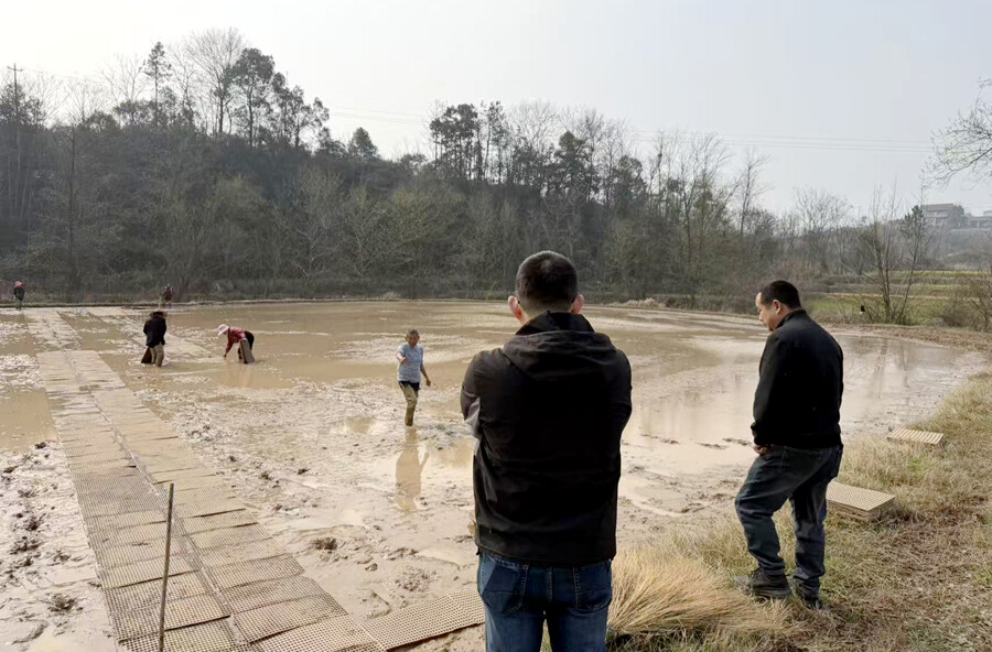 架桥镇：抢抓农时育壮秧，稳产增收开局好