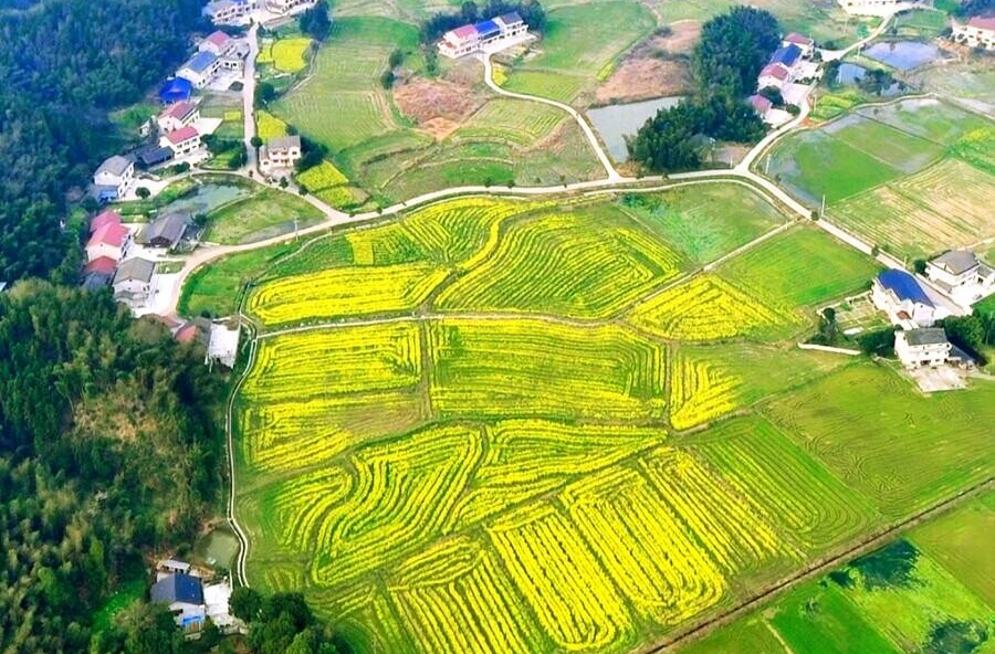 沙坪镇：百亩撂荒地开出遍野油菜花