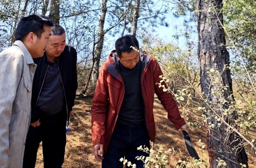 桃源县完成马尾松毛虫越冬代幼虫调查 科学部署防控工作