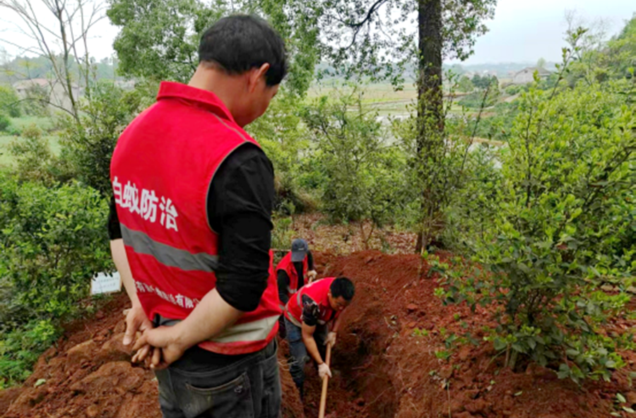 三阳港镇：水库大堤防蚁患 筑牢库区安全线