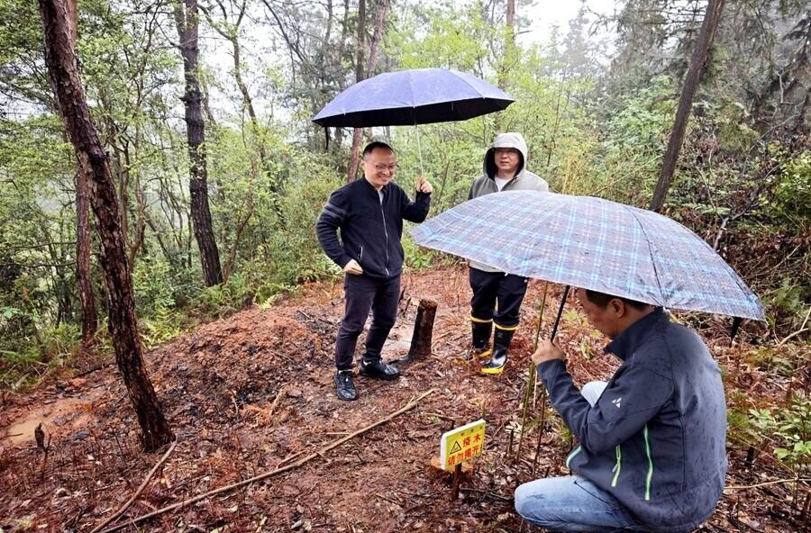 我县扎实推进松材线虫病枯死松木除治验收