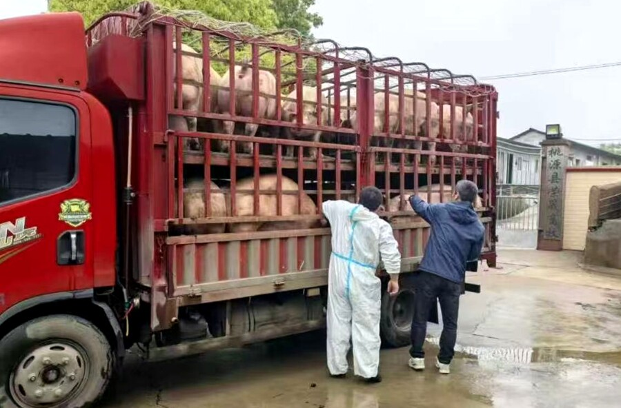 架桥镇：严格落实生猪产地检疫监管 严把出栏检疫安全关口