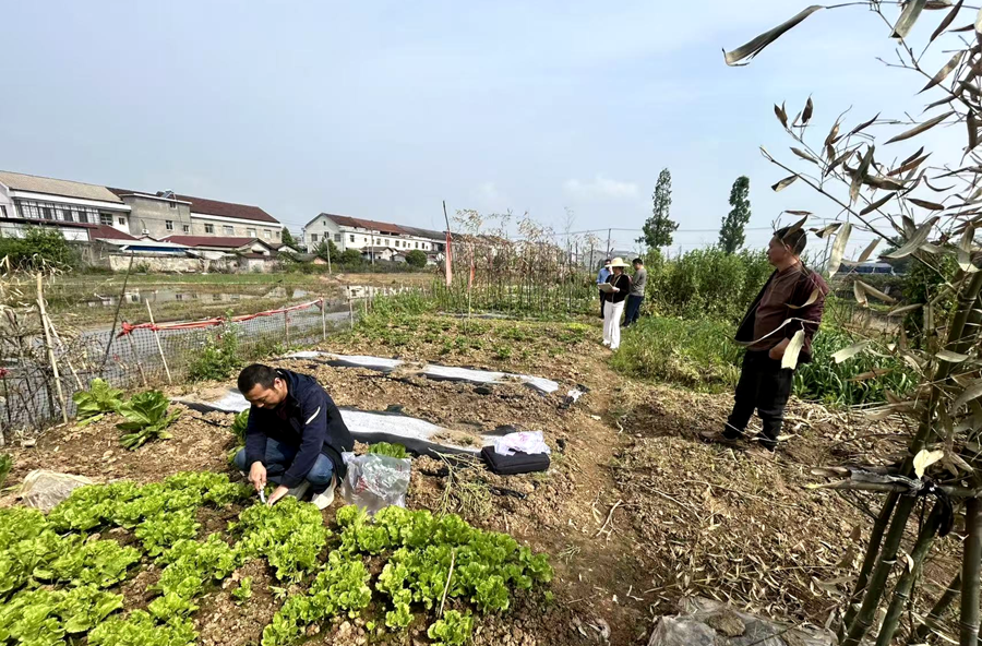 架桥镇：强化农作物抽样检测 严守农产品质量安全底线