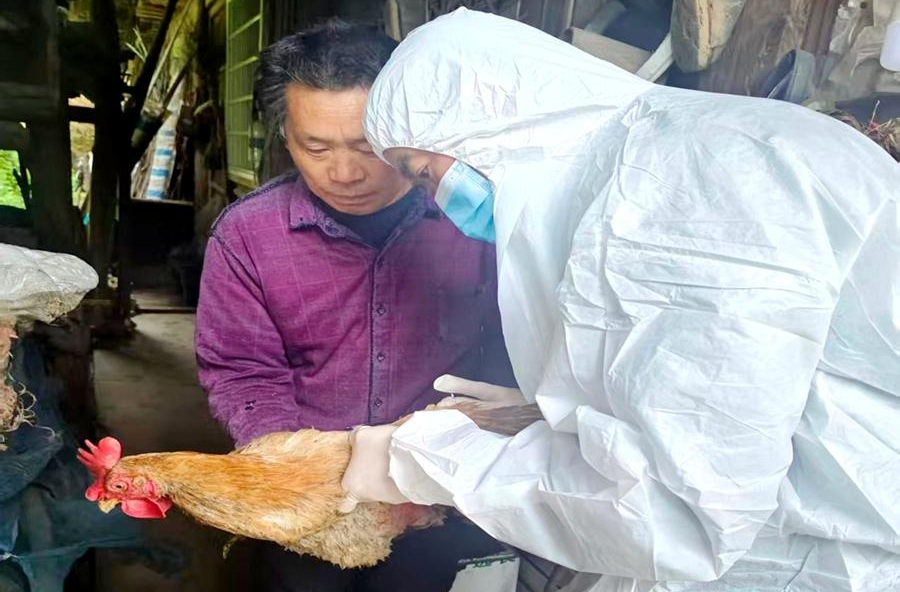 西安镇：扎实做好春季动物防疫，守护畜牧安全防线