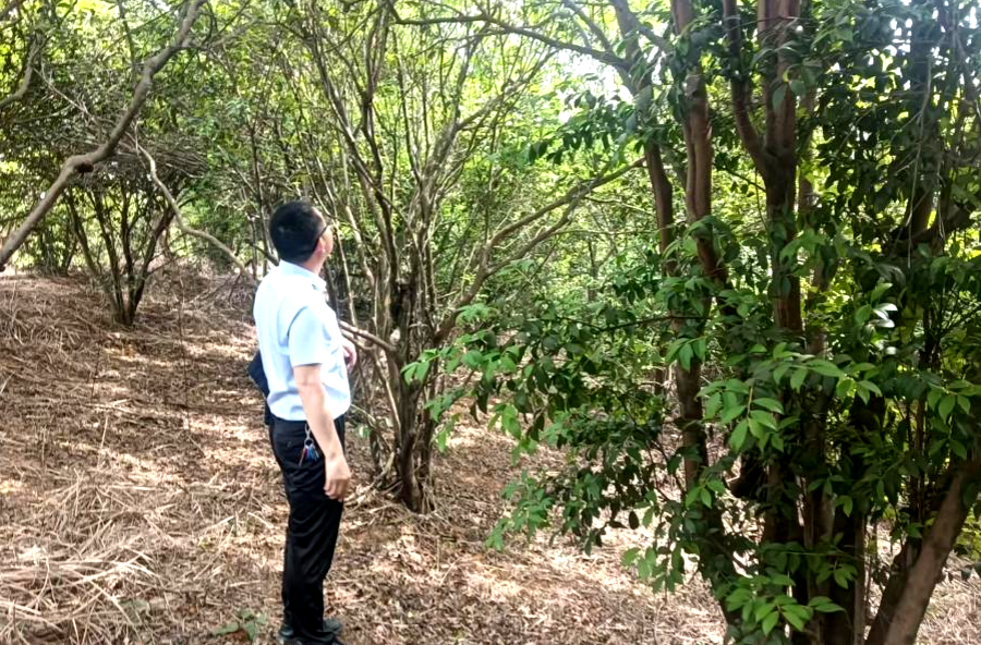 架桥镇：认真开展油茶低产林改造技术指导工作