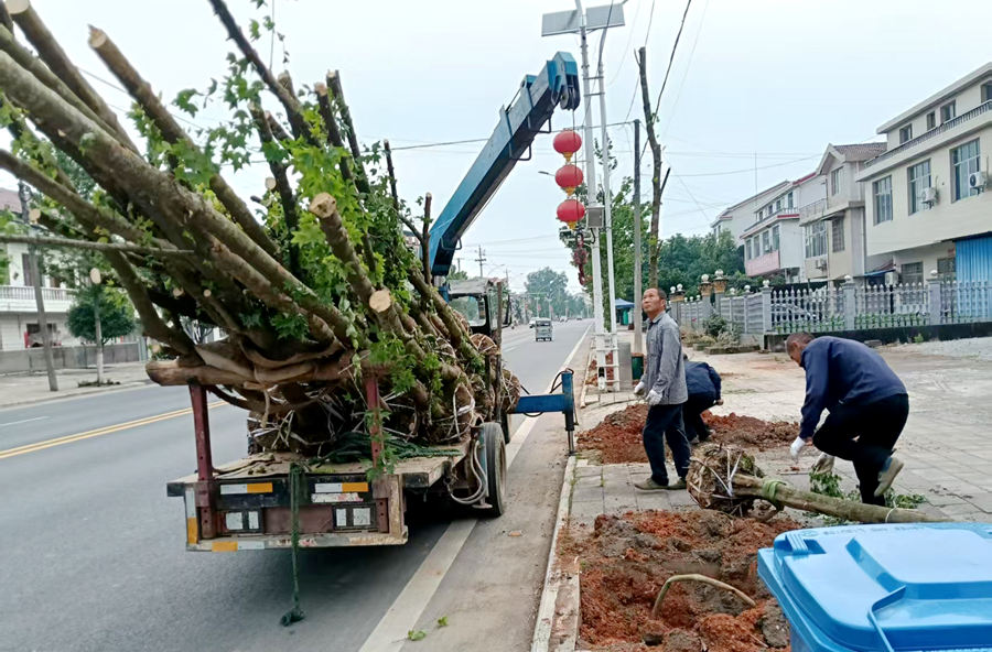 枫树乡：乡道枫景焕新貌  生态宜居暖民心