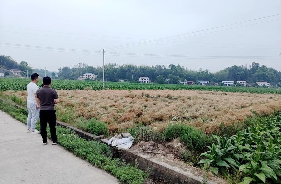 三阳港镇：筑牢禁限烧防线 守护生态蓝天