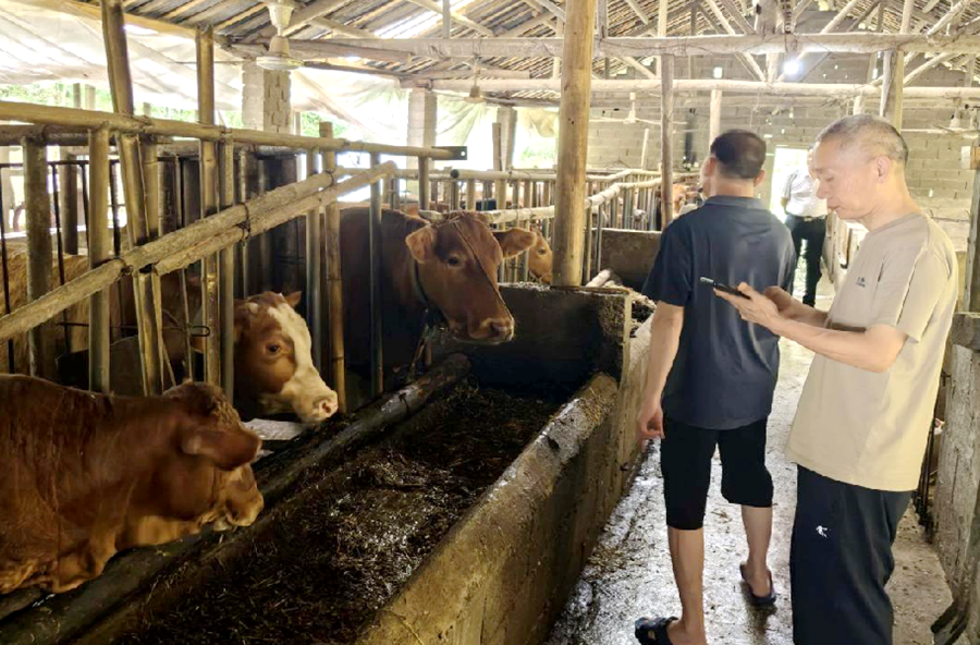 夷望溪镇：母牛扩群提质见实效 小牛犊撑起乡村增收“牛产业”