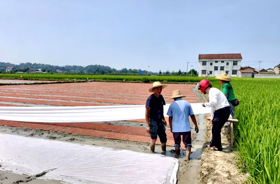 双溪口镇：农技下沉护农时 推广低镉晚稻保丰收