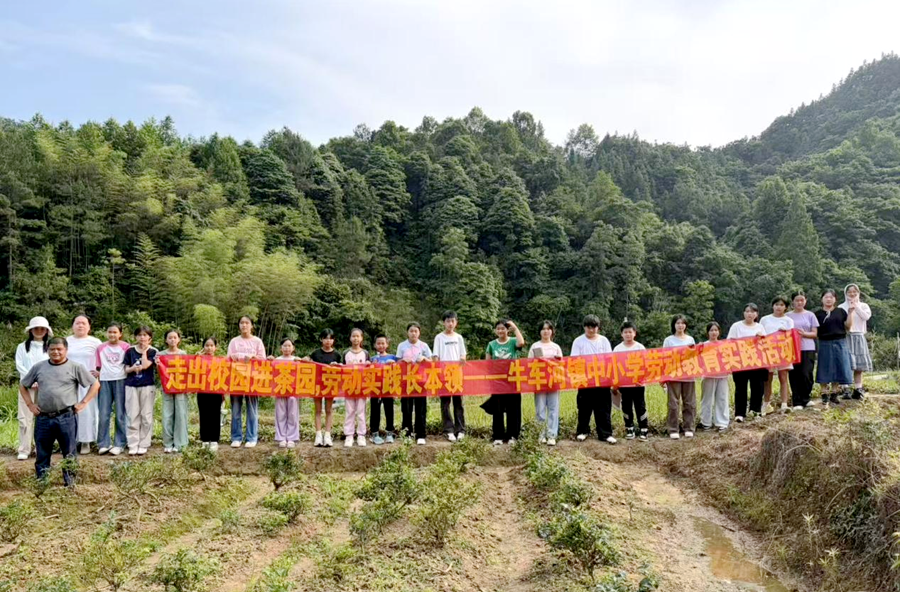 牛车河镇中学：走出校园进茶园  劳动实践长本领