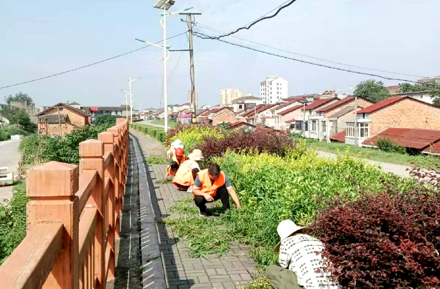 陬市镇：开展沅江大堤绿化养护 打造整洁优美生态廊道