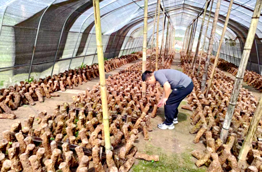 西安镇：安全体检进大棚 护航特色产业致富路