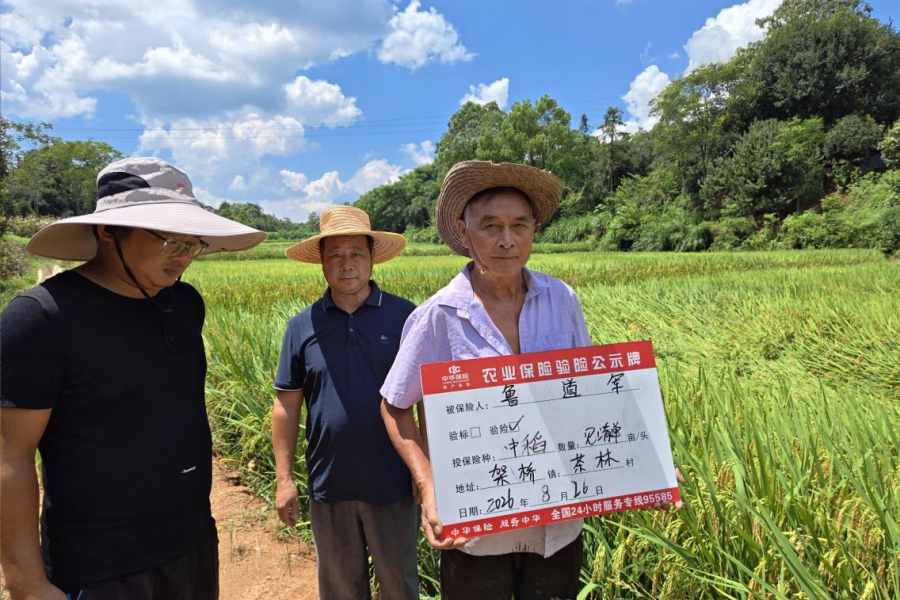 架桥镇：实地核查水稻灾情 保险理赔护航粮农