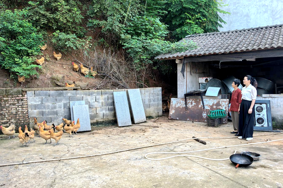 三阳港镇：鸡苗验收见实效 助残增收  暖民心