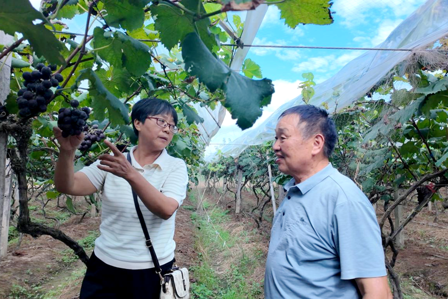 漆河镇：种植户田秋林28年酿造“甜蜜事业”
