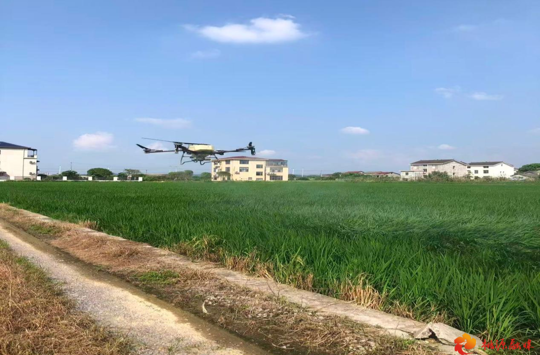 浔阳街道：群防群治清螺害 净水护田守民生