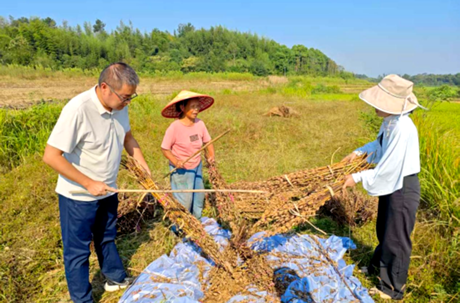 疏堵并举防秸秆焚烧 守护金秋“生态蓝”——盘塘镇扎实开展秋季秸秆禁限烧工作